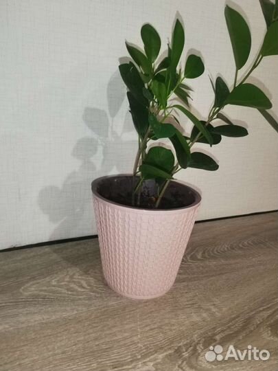 Фикус моклейм