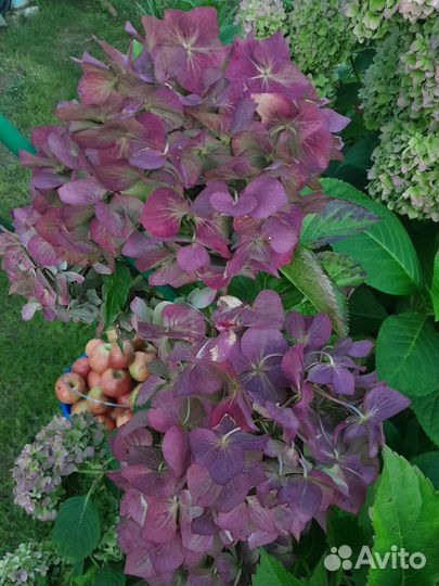 Гортензия крупнолистная, осеннее великолепие