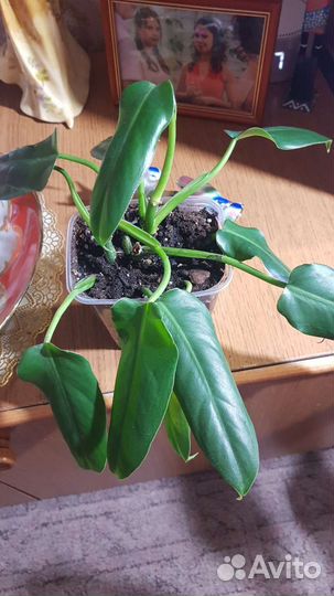 Филодендроны