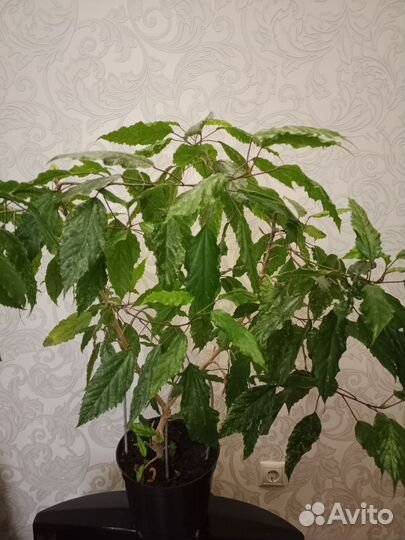 Гибискус персиковый