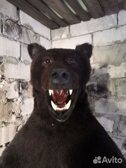 Чучело животного