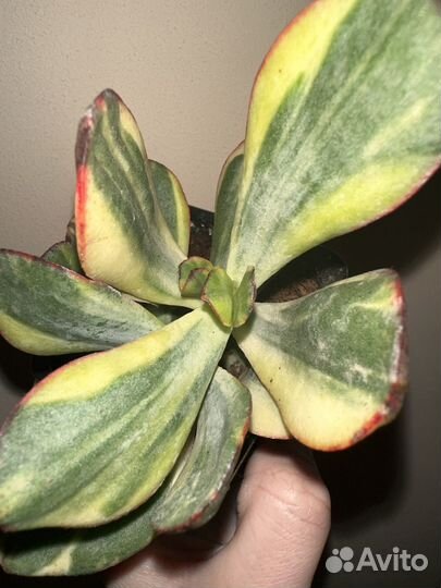 Редкие крассулы крассула Blue Bird var