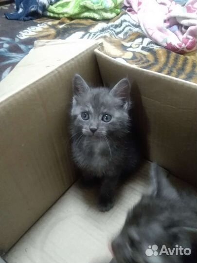 Отдам в добрые руки