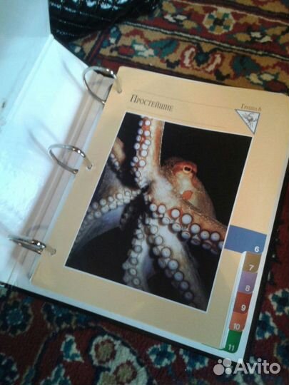 Энциклопедия 