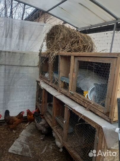 Клетки для кроликов бу