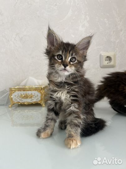 Котята мейн-кун