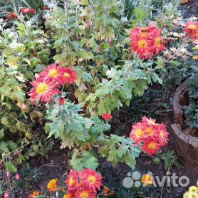 Цветы дубки: популярные сорта хризантемы, размножение и выращивание дубков осенних
