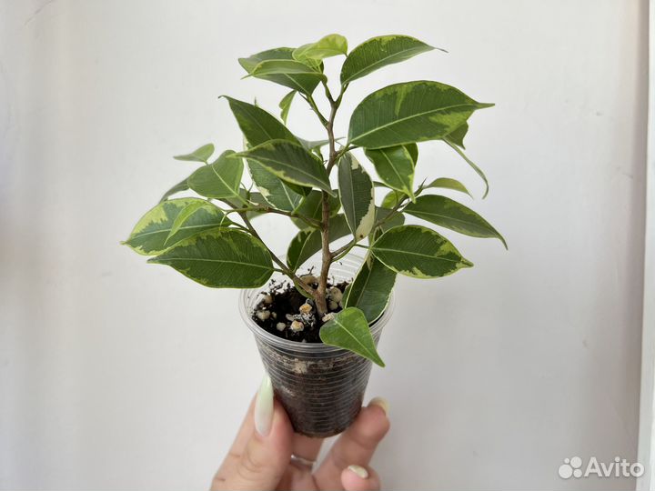 Фикус бенджамина кинки