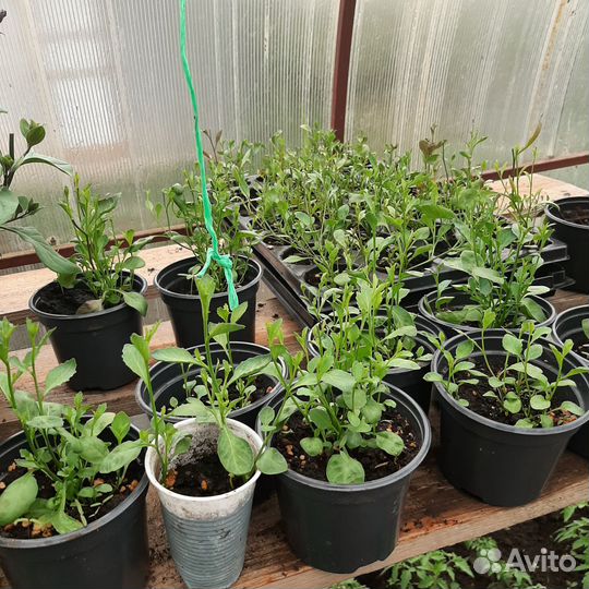 Рассада цветов петуньи и лобелии