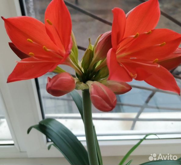 Комнатные цветы