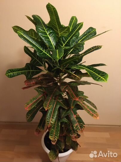 Шикарные кротоны для дома и офиса