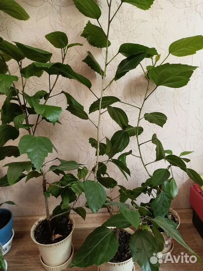 Гибискус китайский и другие дом. цветы