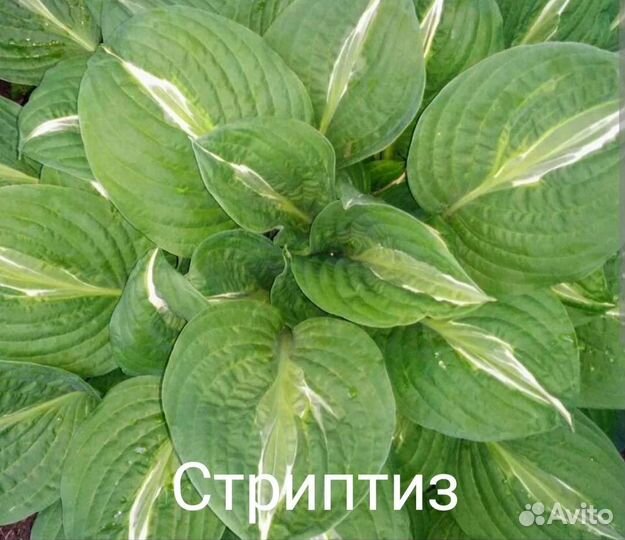 Хоста растение