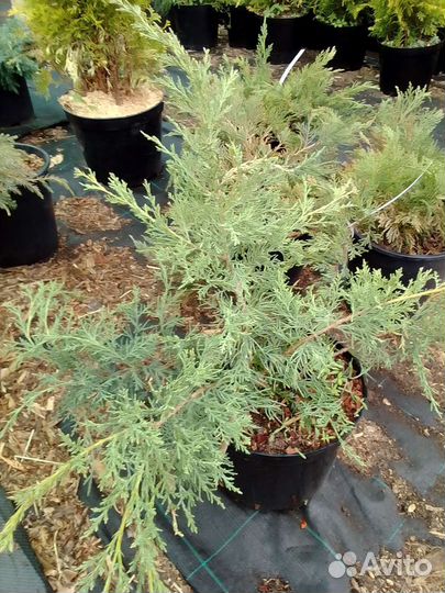 Можжевельник