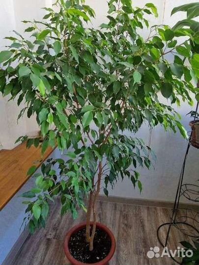 Фикус бенджамина большой