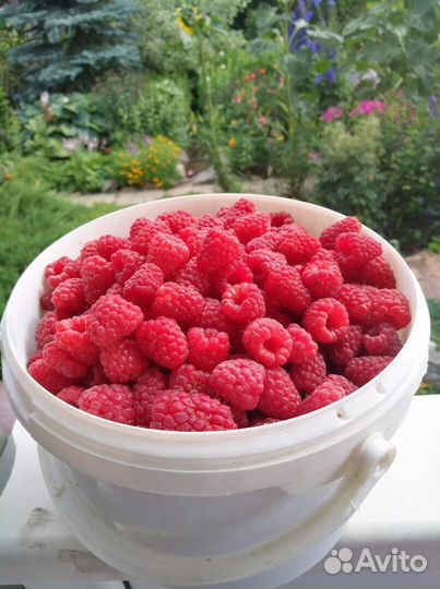 Малина ягоды