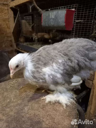 Карликовые кохинхины,карликовые курочки и петушки