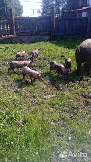 Продам поросят телят Томский район. Деревня Ворони