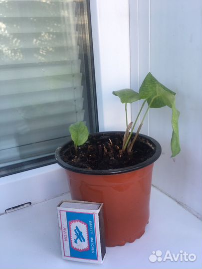 Комнатные цветы