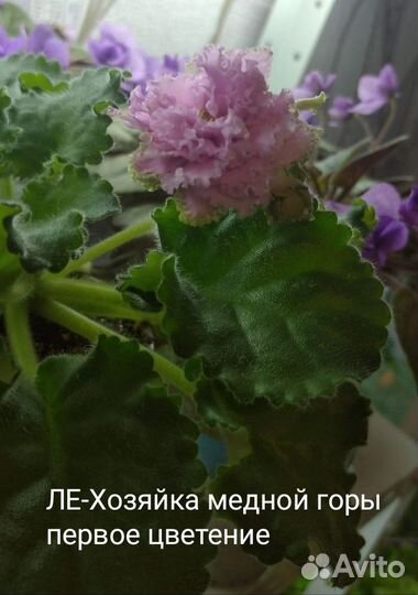 Сортовые фиалки