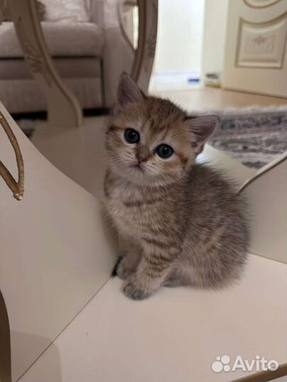 Британские котята