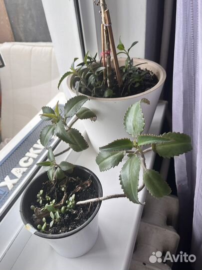 Каланхоэ лечебный