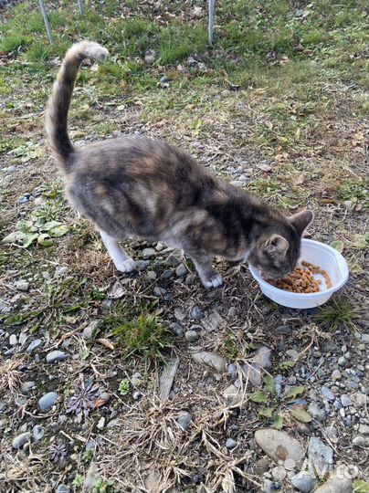 Кошки бесплатно