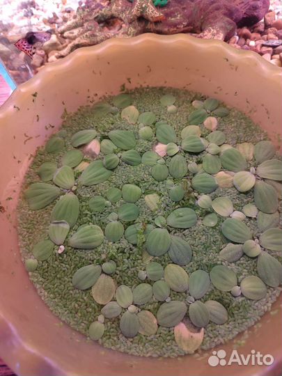 Растение для аквариума лимнобиум и прополка