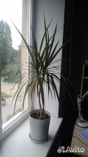 Пальма драцена маджента