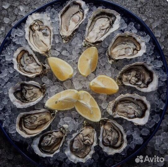 Живые устрицы