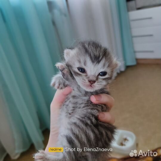 Котята смесь от Британской кошки