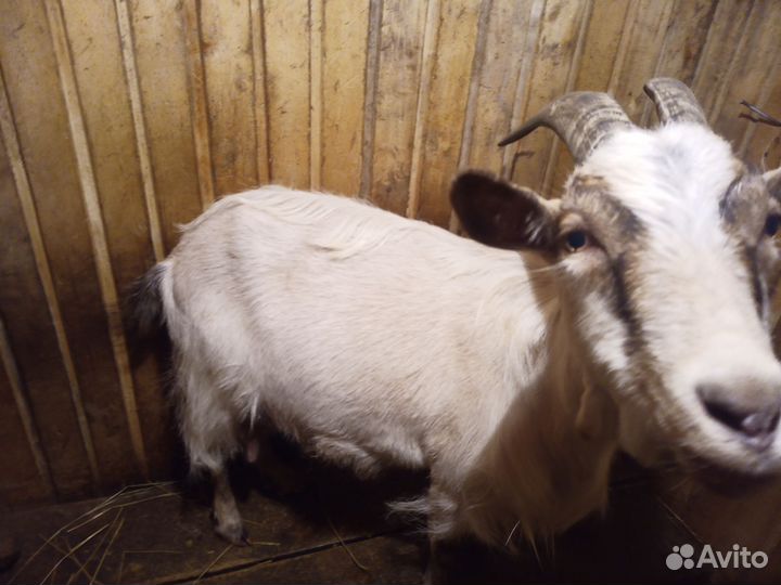 Коза дойная