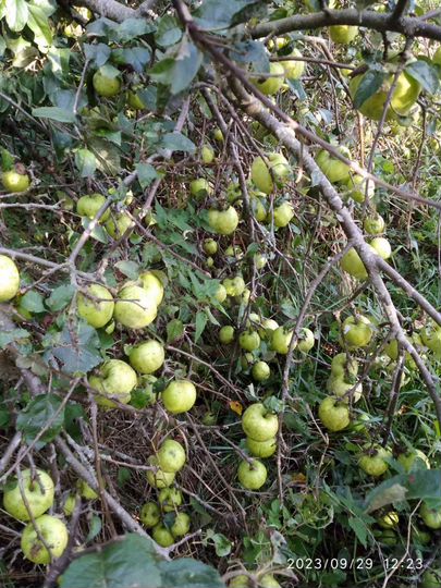 Участок 13 сот. (СНТ, ДНП)