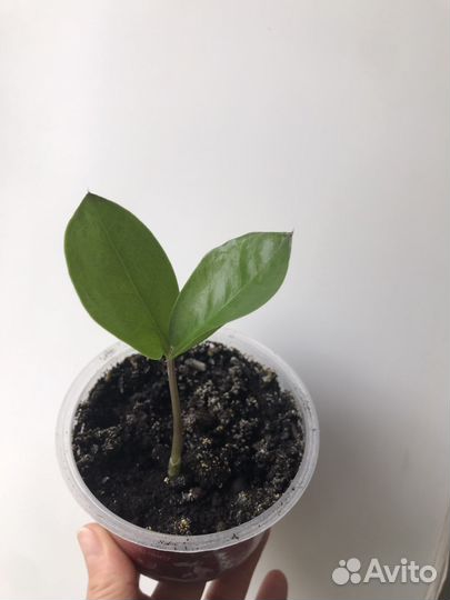 Малыш Замиокулькас