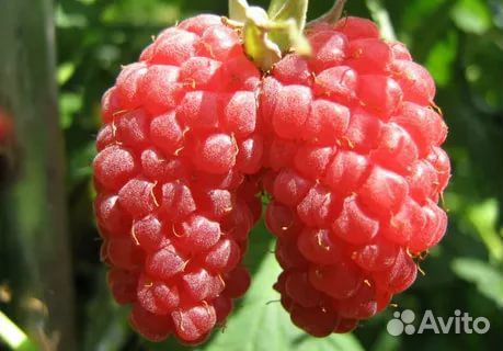 Продам саженцы крупноплодной элитной малины