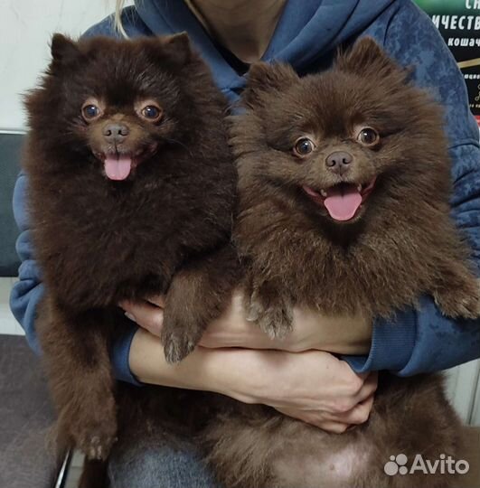 Вязка немецкий шпиц малый