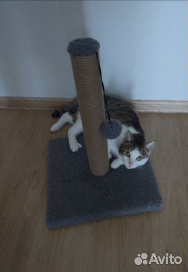 Ласковый кот