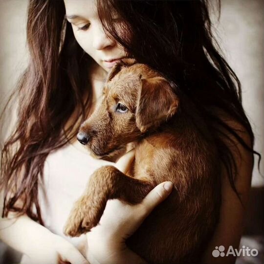 Щенки ирландского терьера