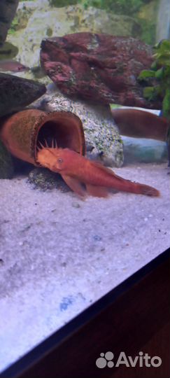 Анциструс супер ред