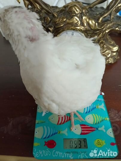 Инкубационные перепелиные яйца