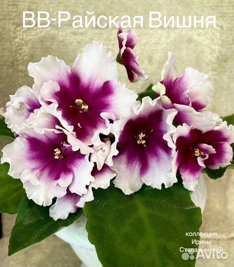 Фиалка лист