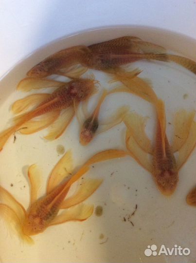 Вуалевые анциструсы