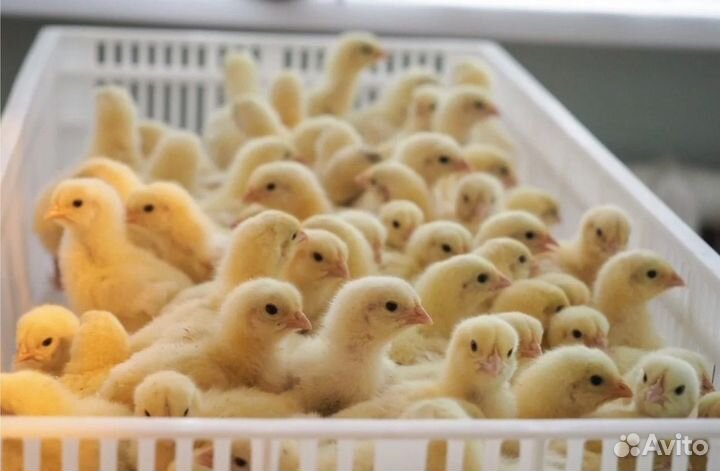 Цыплята бройлеры кобб 500