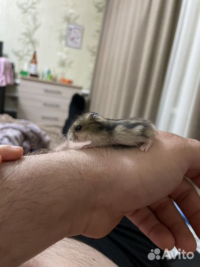 Кошки хомяки