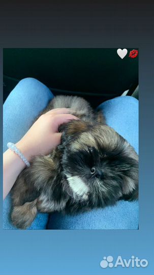 Собака Шицу