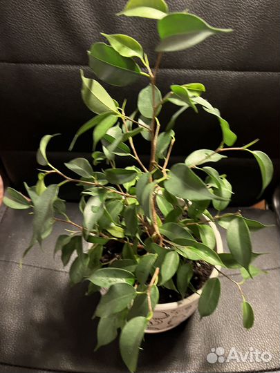 Фикус Натали