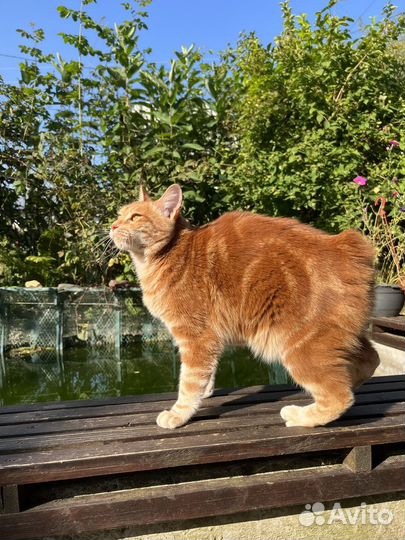 Кошечка курильского бобтейла