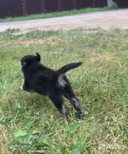 Милые щеночки 2 мес в дар с доставкой