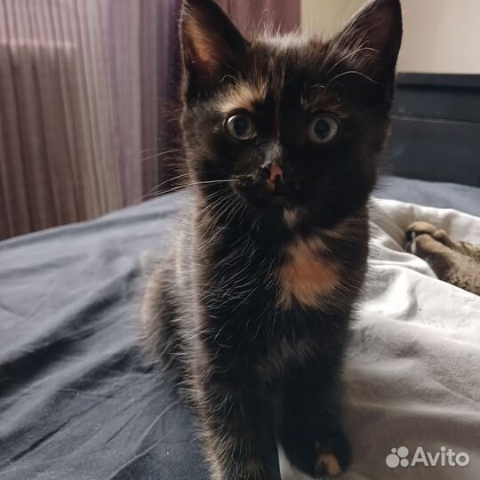 Котенок, трехцветная девочка