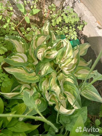 Саженцы хосты